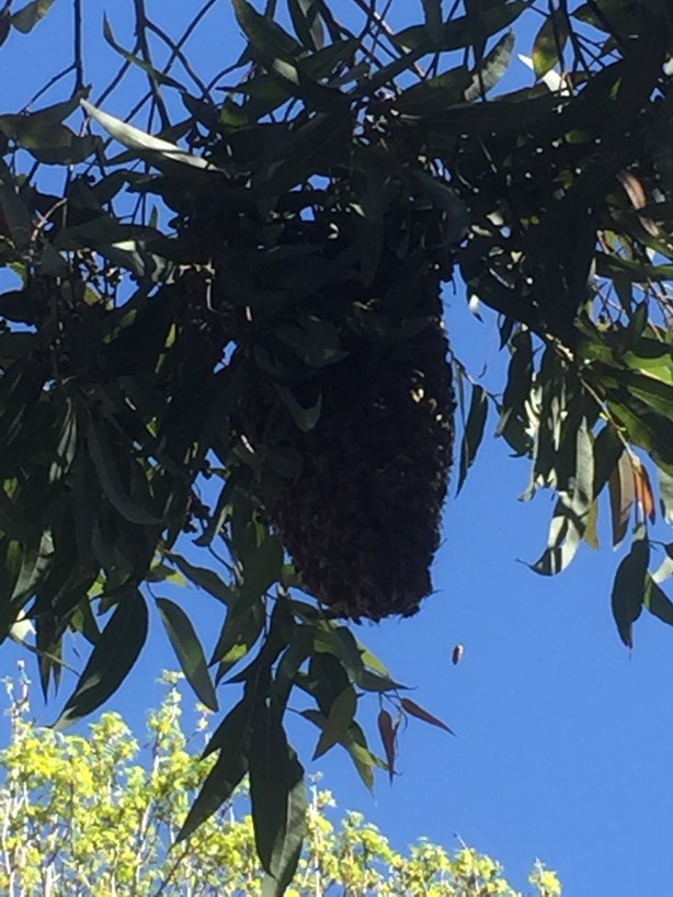 First time I've ever seen a beehive like this 